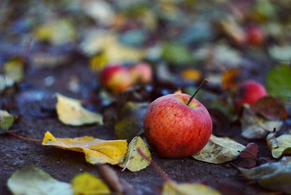 Ноябрьское яблочко