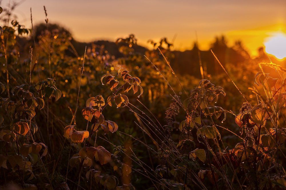 Золотые росинки сентября