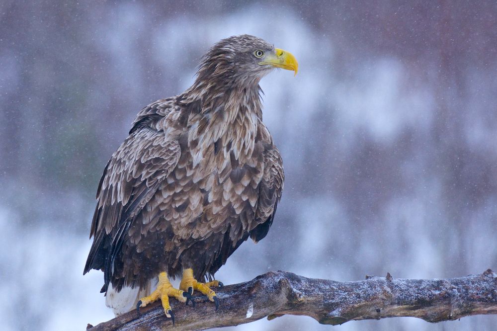 Царский профиль.