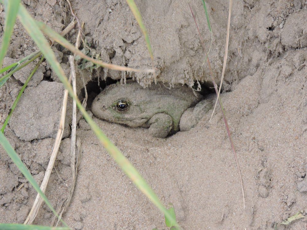 Лишь бы аист не заметил