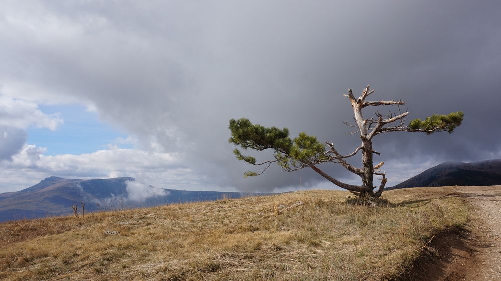 Сосна на Южном Демерджи