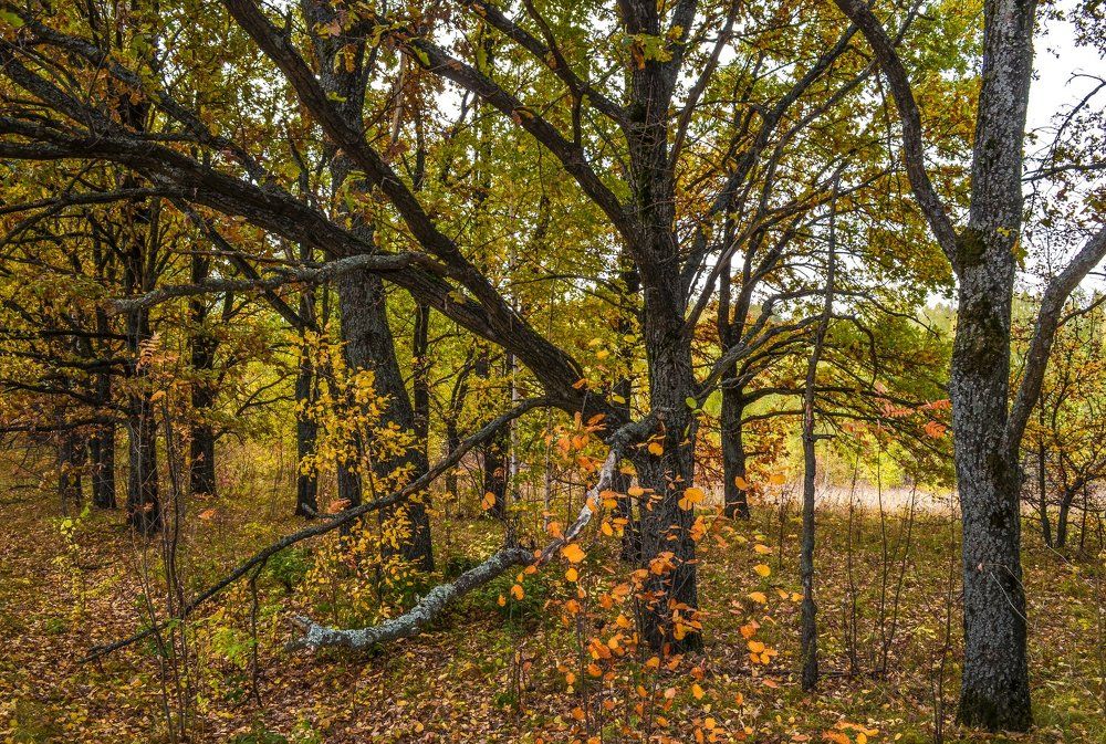 Золото осени