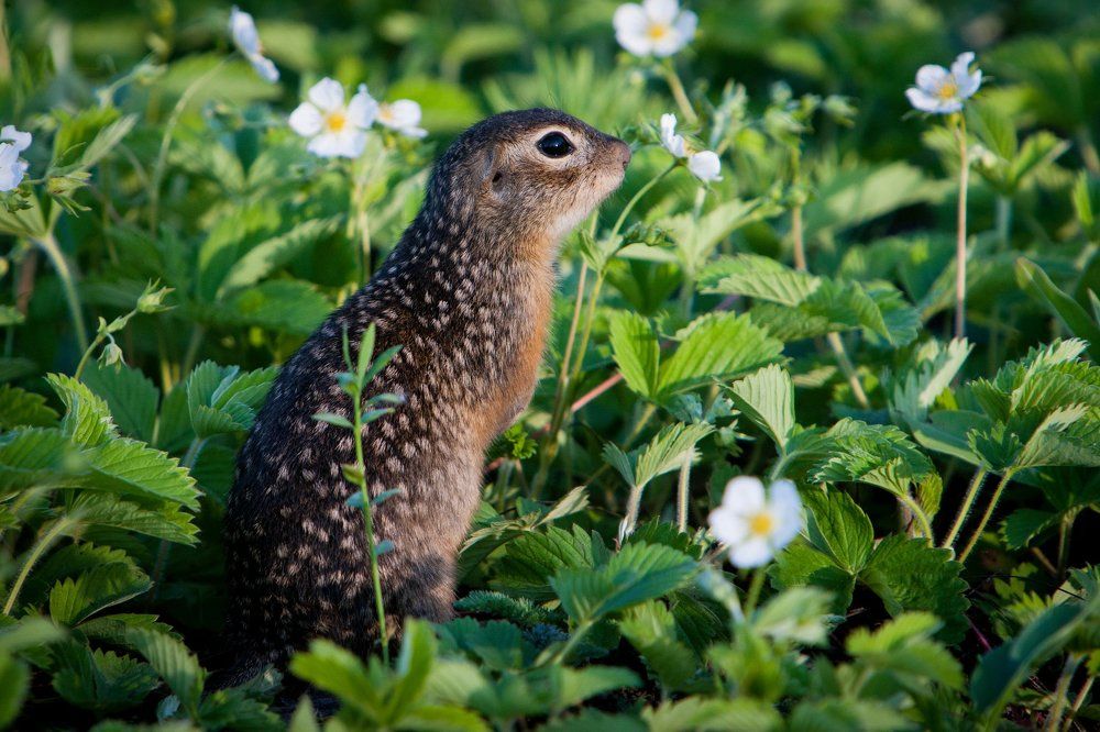 Звёздное свидание