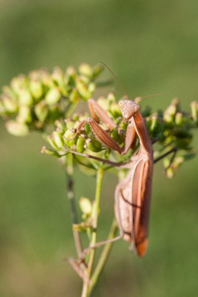 Неземное существо