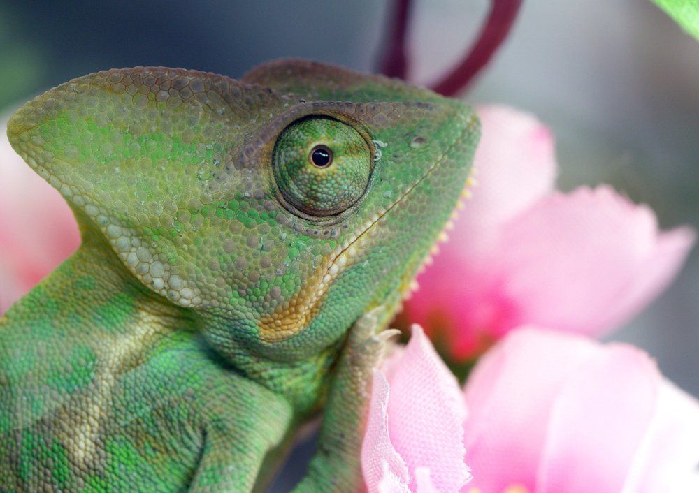 Настороженный взгляд