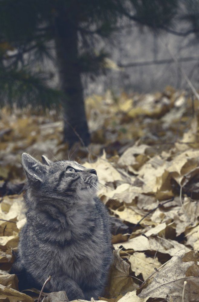 Кошак и ель