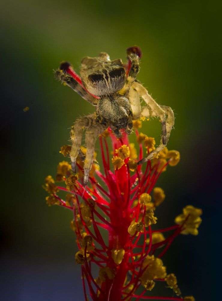 Meeting of two beauties