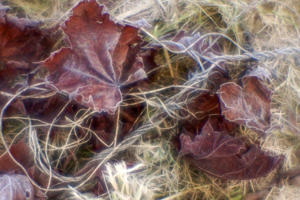 Первые заморозки