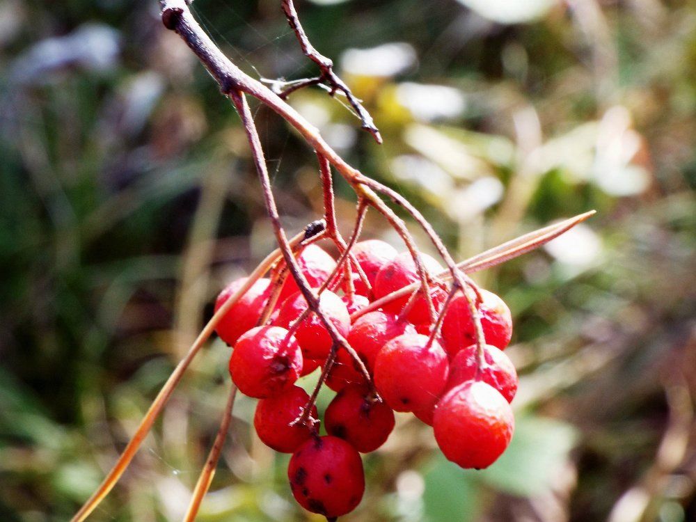 Photograph by Ирина