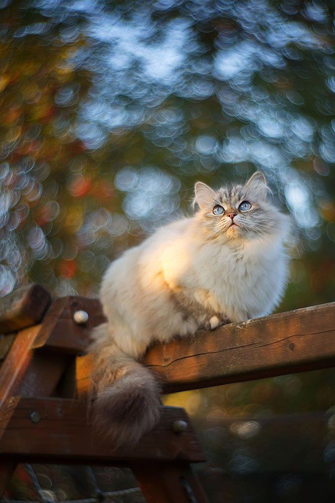 Сентябрьское боке