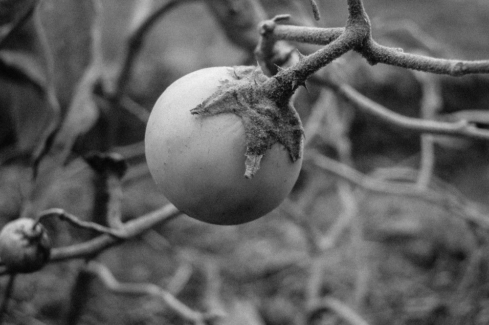Plantation photography