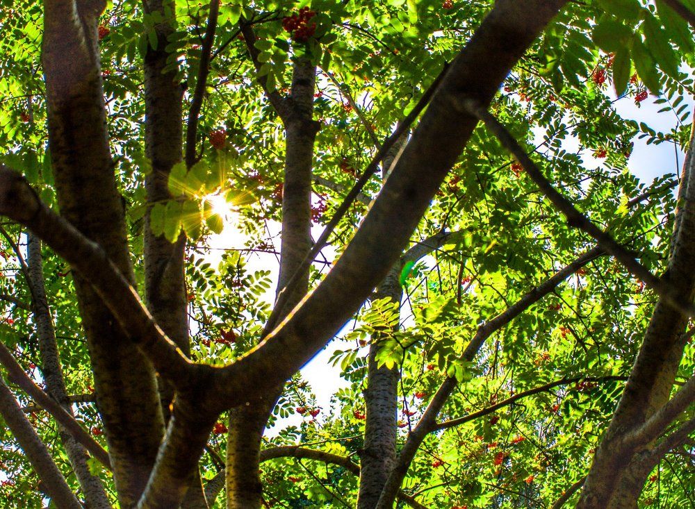 Осенний прозрачный свет