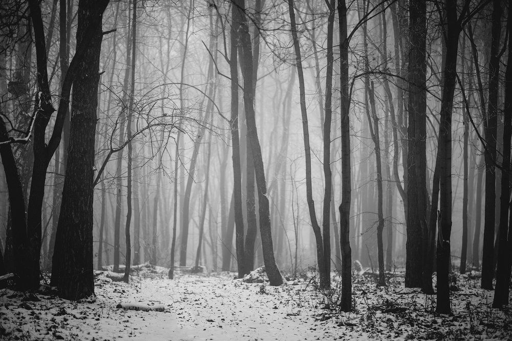 Туманный лес Татарстана