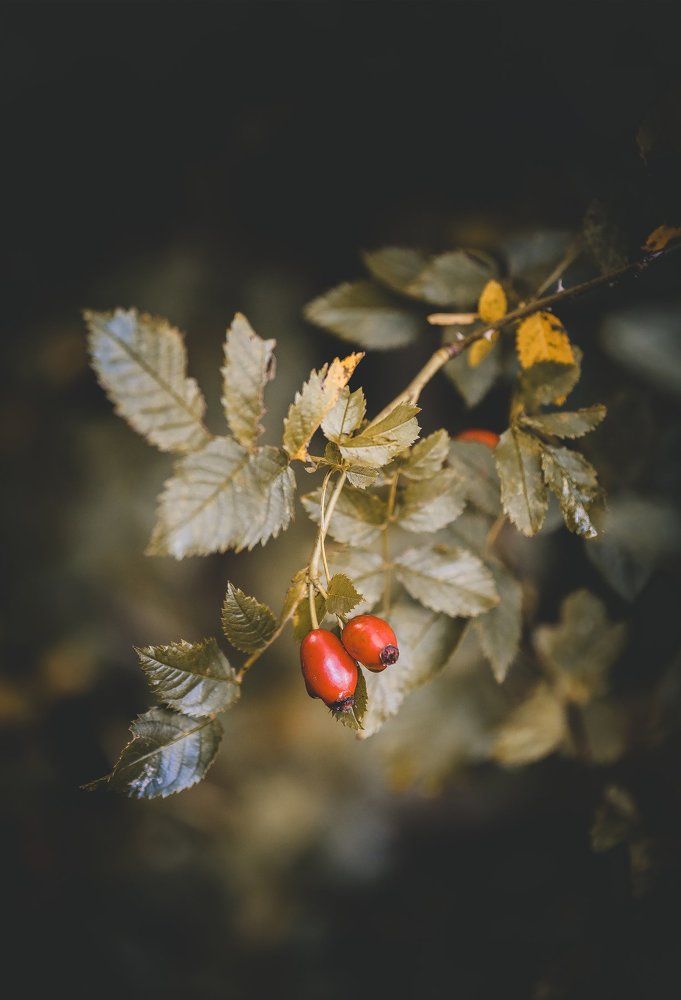 заманчивые краски осени