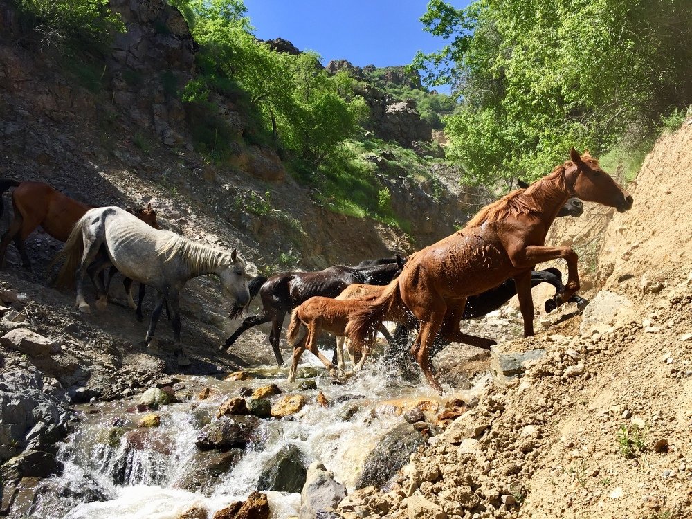 Горные лошади