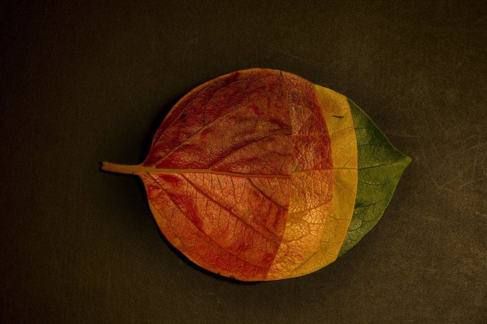 4 Seasons / 4 сезона