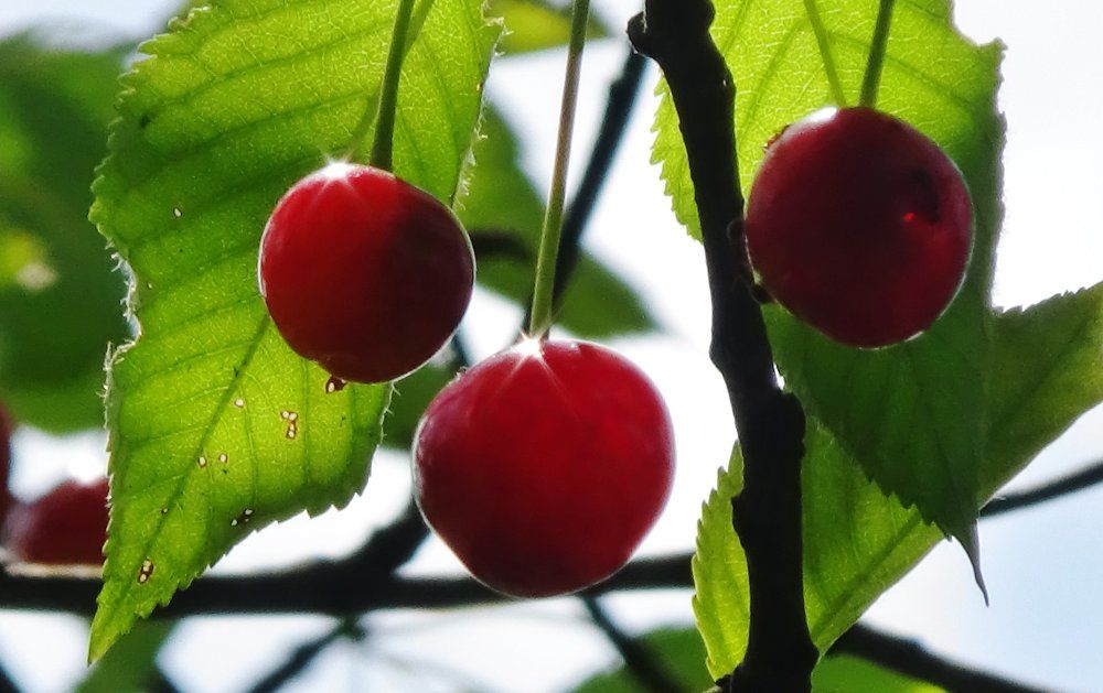 Cherries