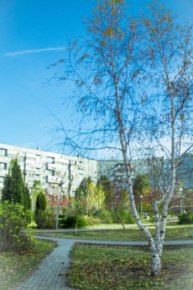 Осенняя березка