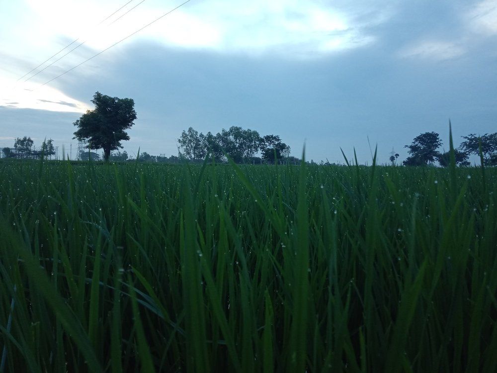 Paddy Field -Evening -BLIZZ