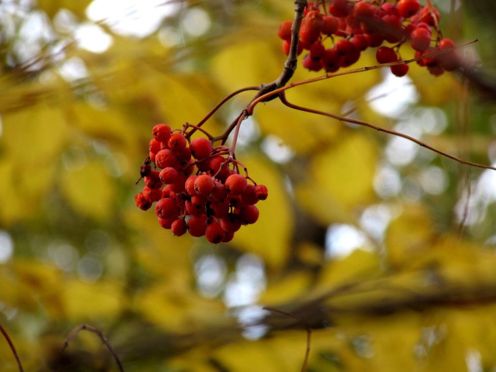 Ягода осени.