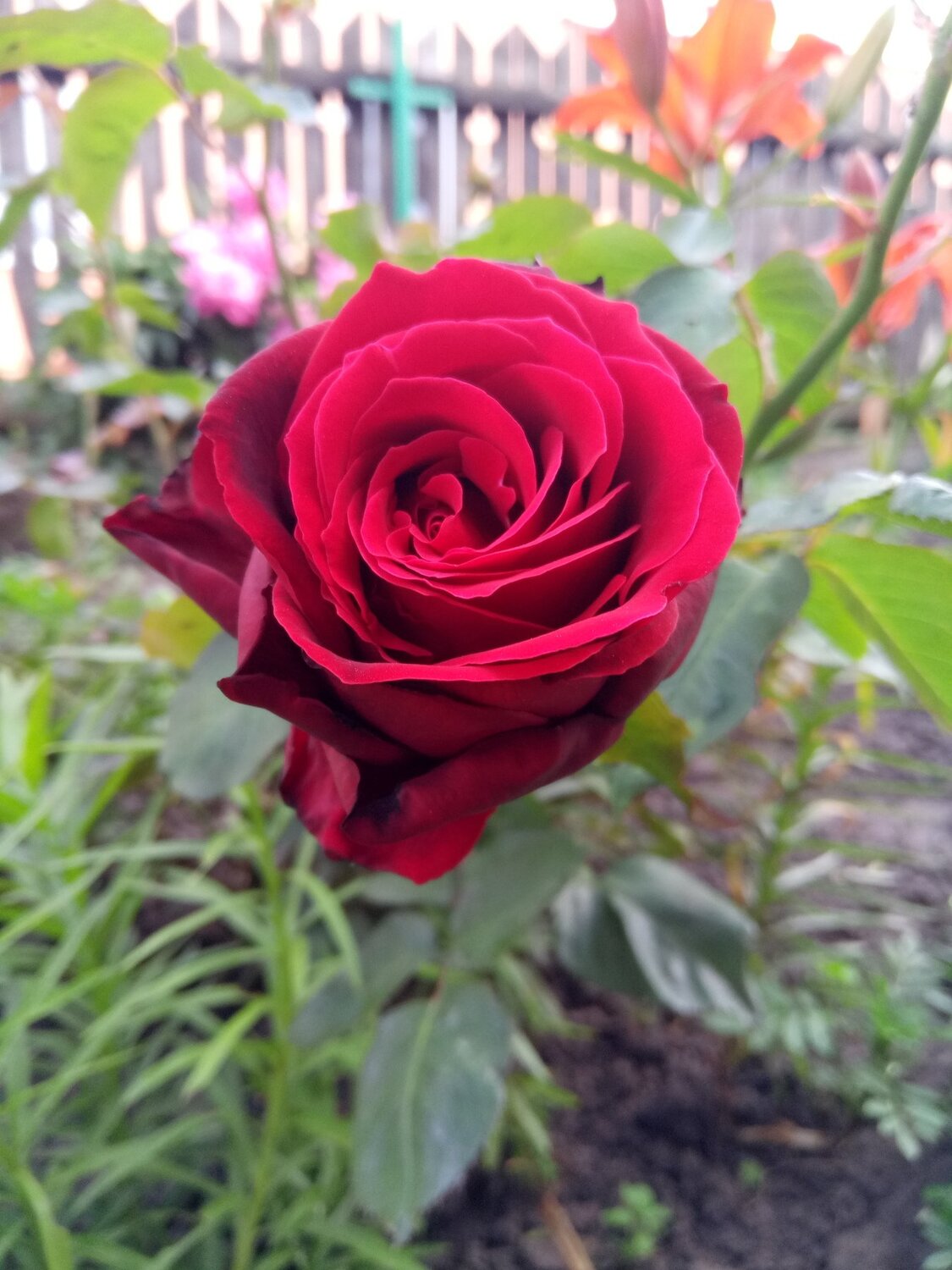 Роза