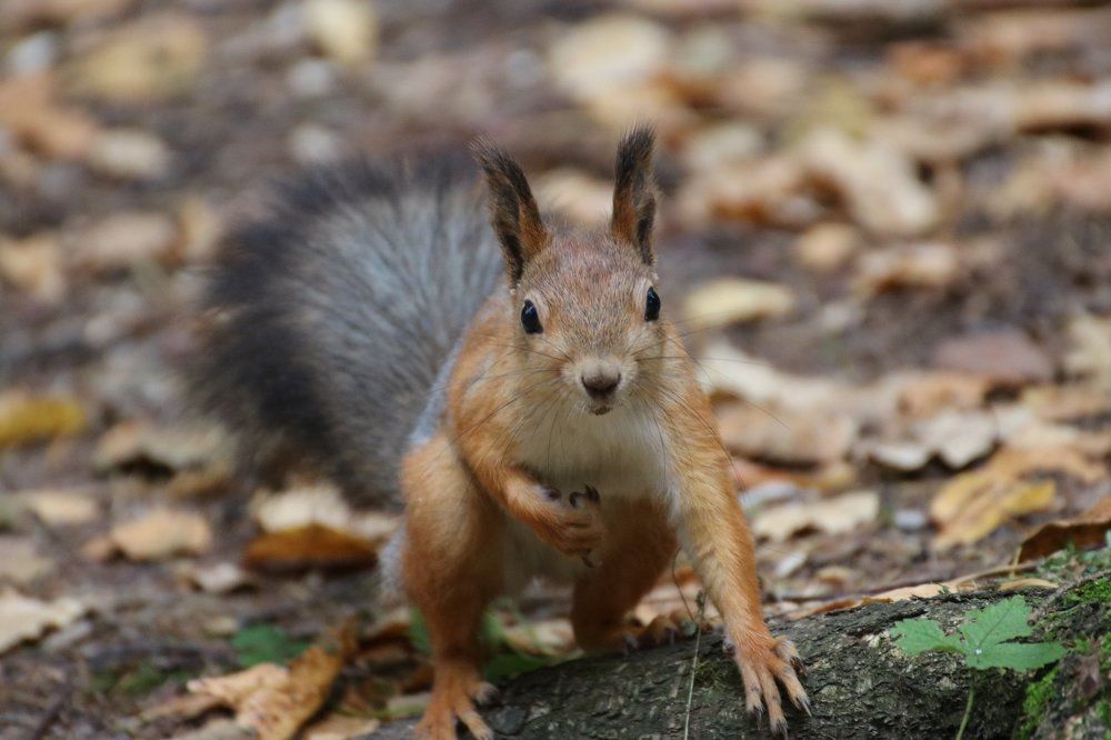 Умоляю, дай орешек!