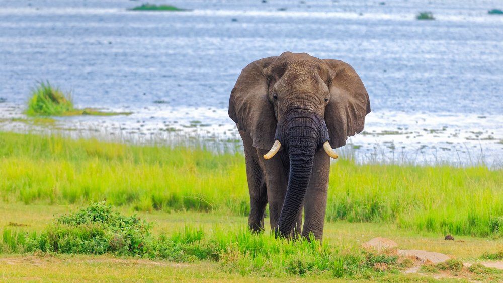 African Bush Elephant