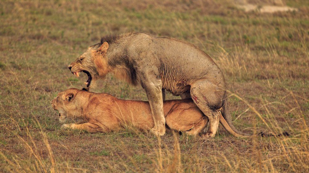 Mating Lions