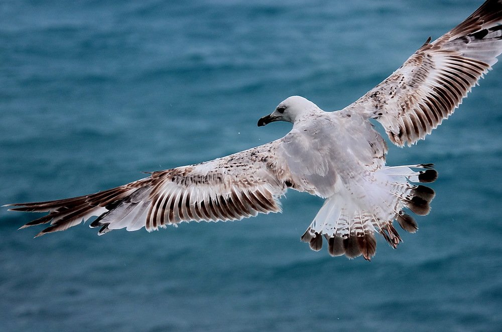 Парящая над морем.