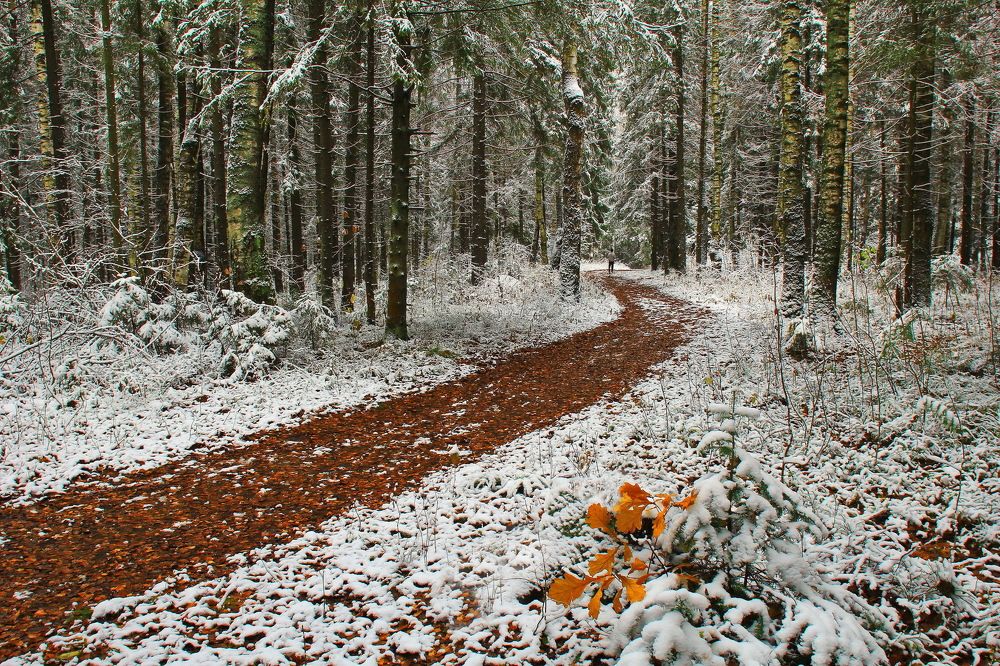 Спешит ноябрь