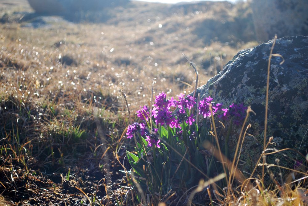 Первоцвет снежный