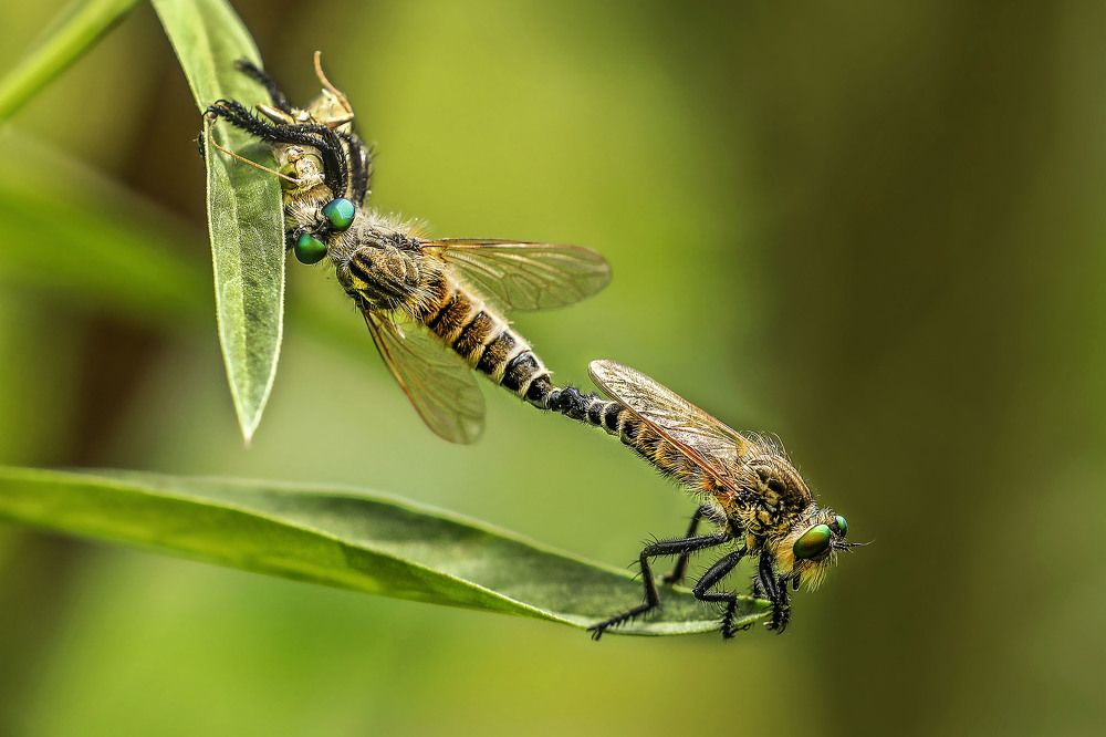 Eating at the time of Mating
