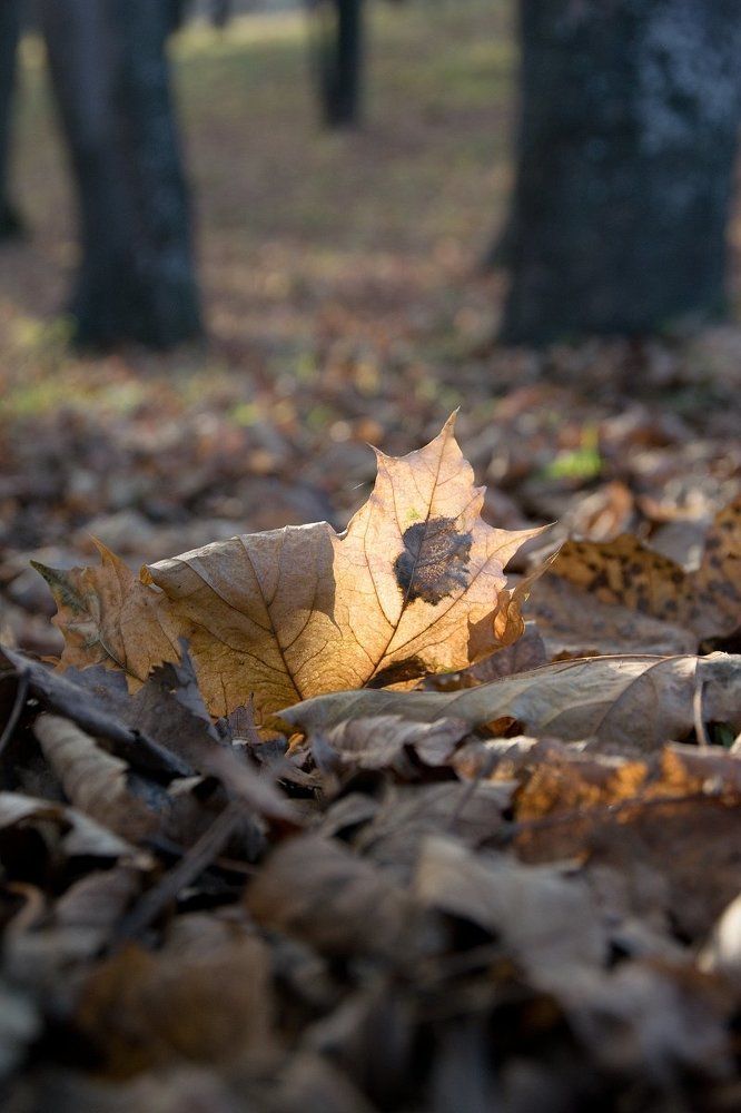 Автопортрет осени на листе клёна