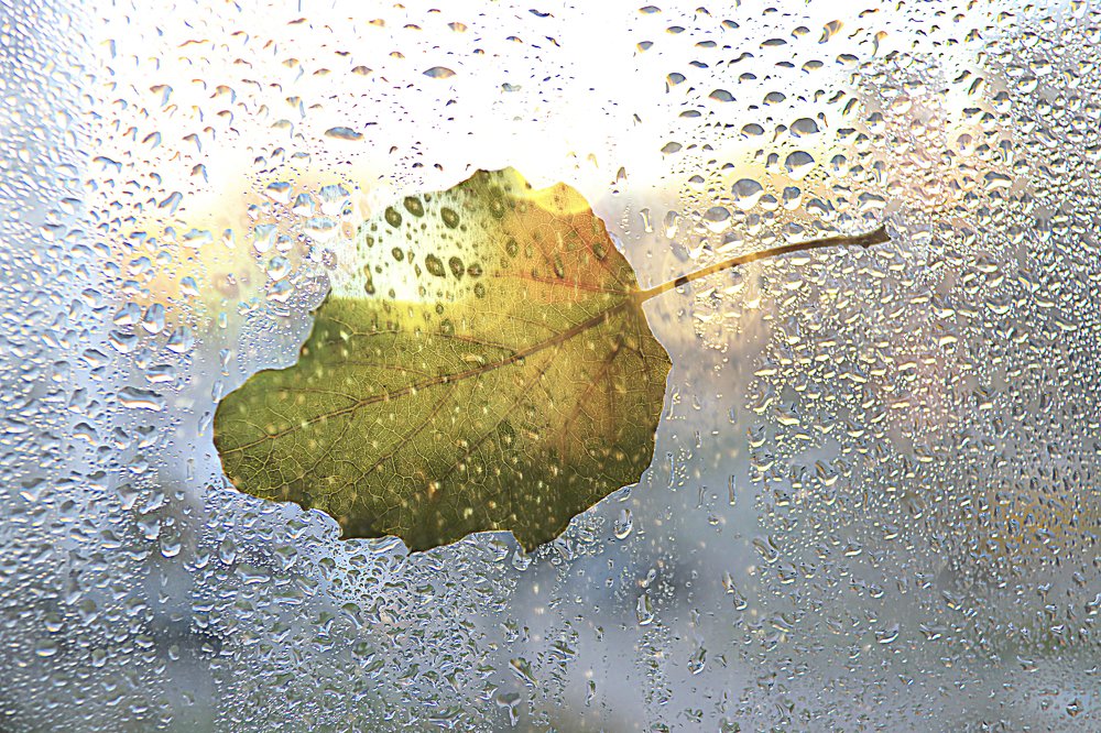 последний осенний листок