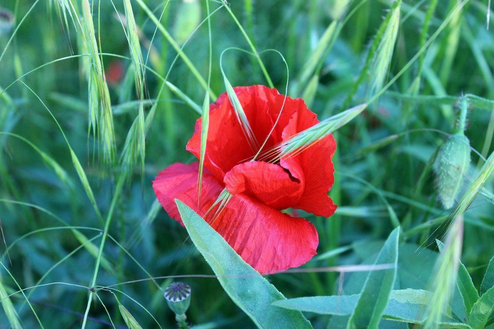 Обласканный колосьями