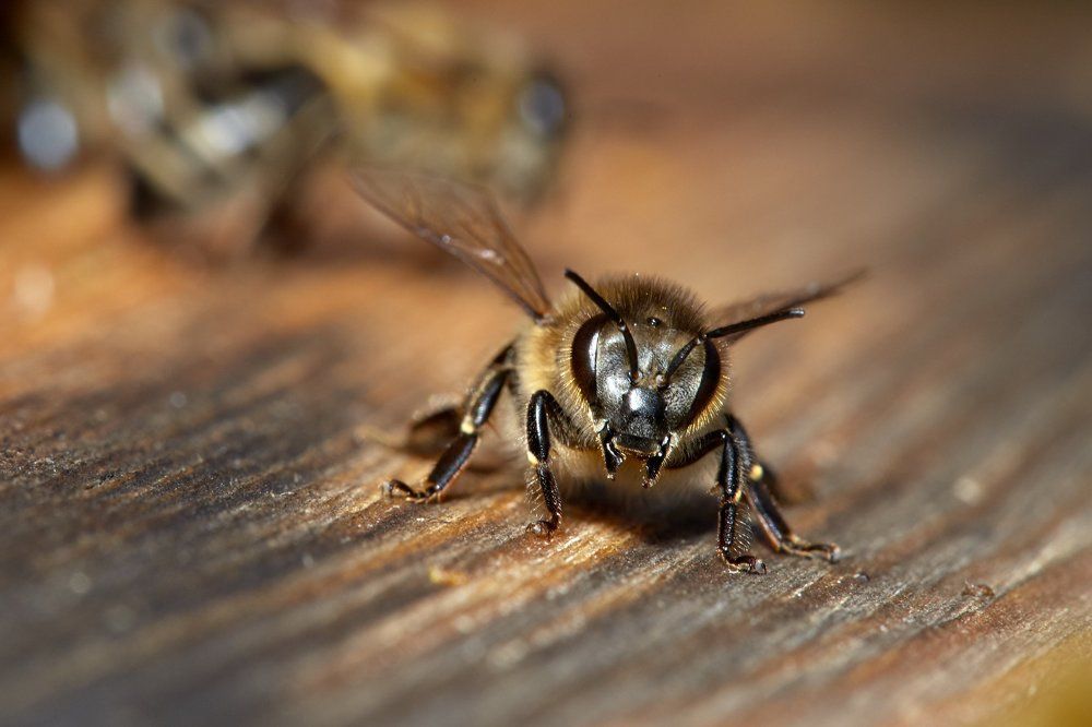 Photograph by Беспалов Александр