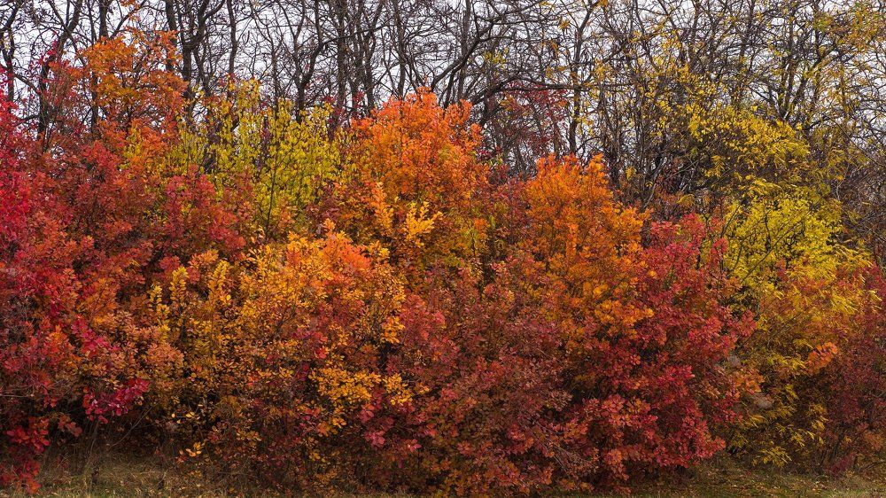 Осенняя палитра