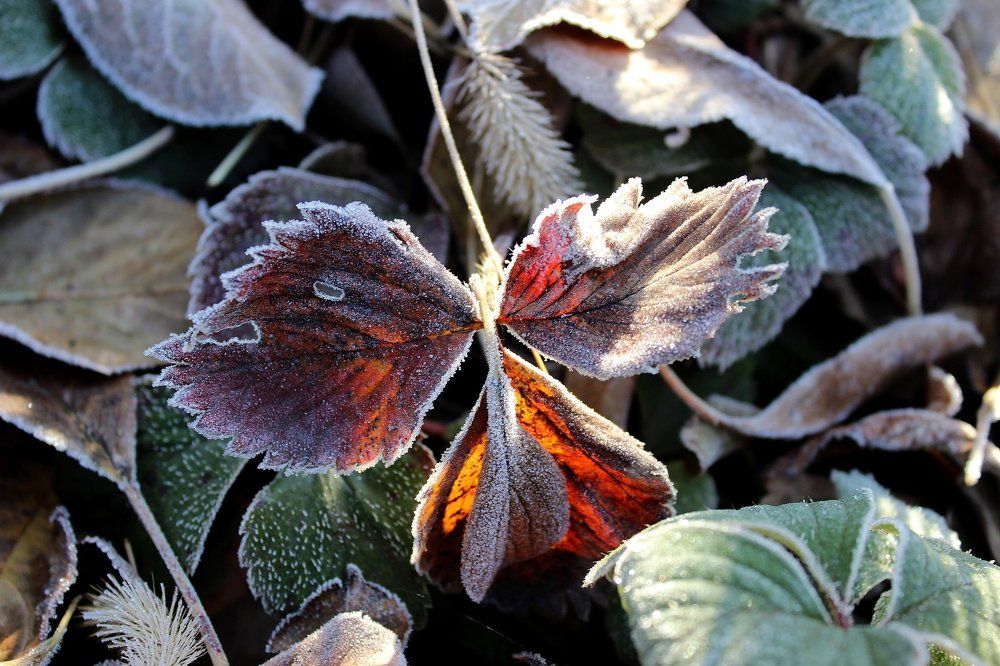 В лучах осеннего рассвета