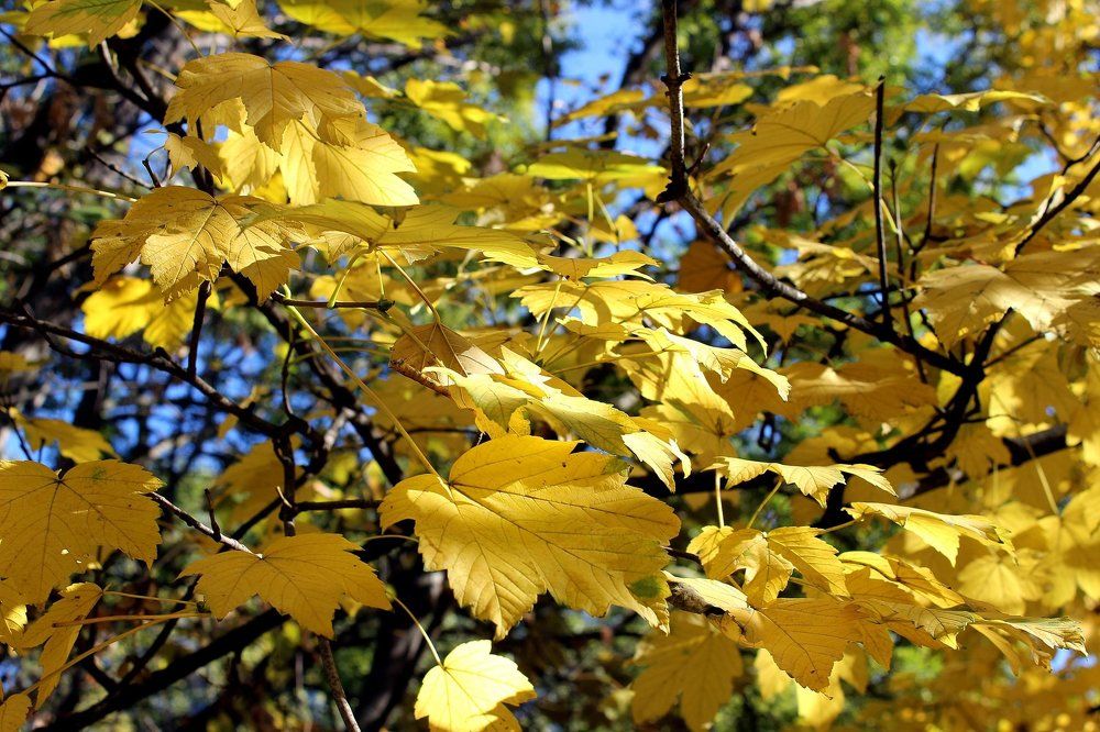 Осенняя радость