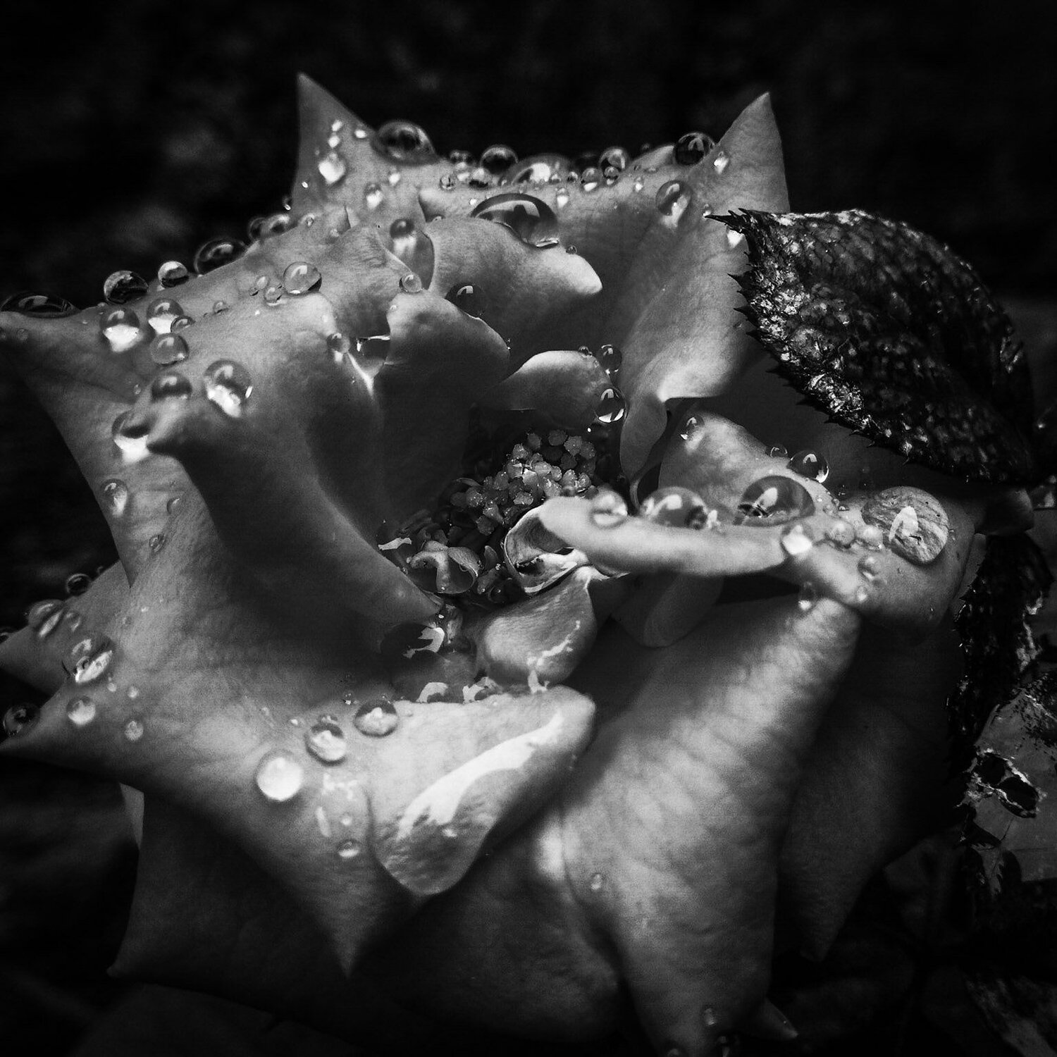 Rose after rain