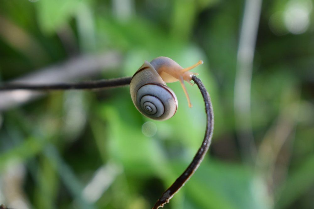 Snail