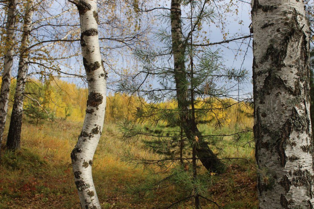 осенние зарисовки