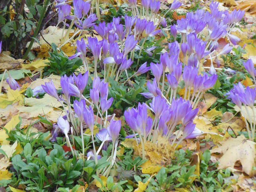 Цветы осени