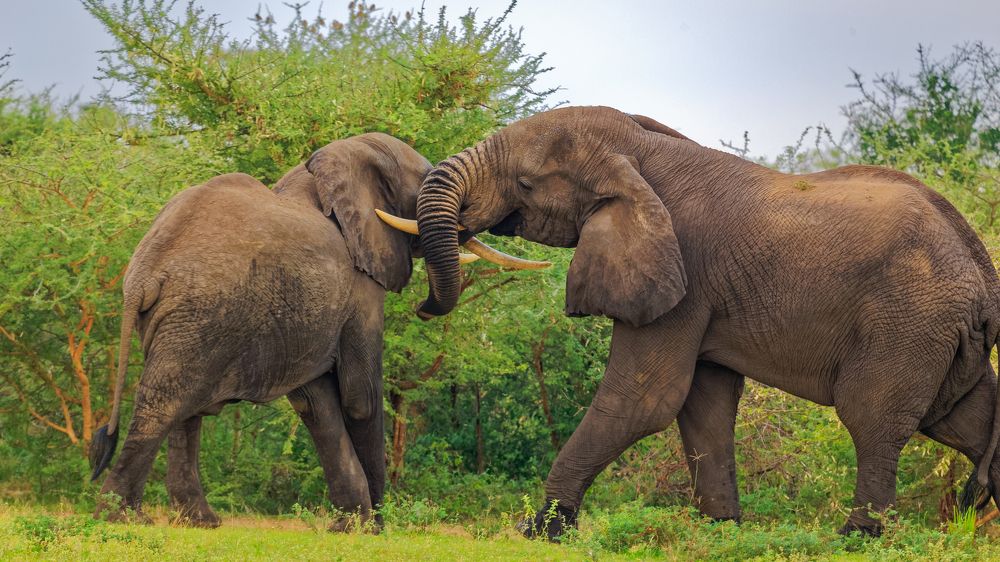 Friendly Fight among African Bush Elephants