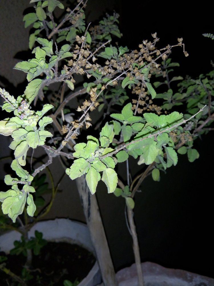 Tulsi plant