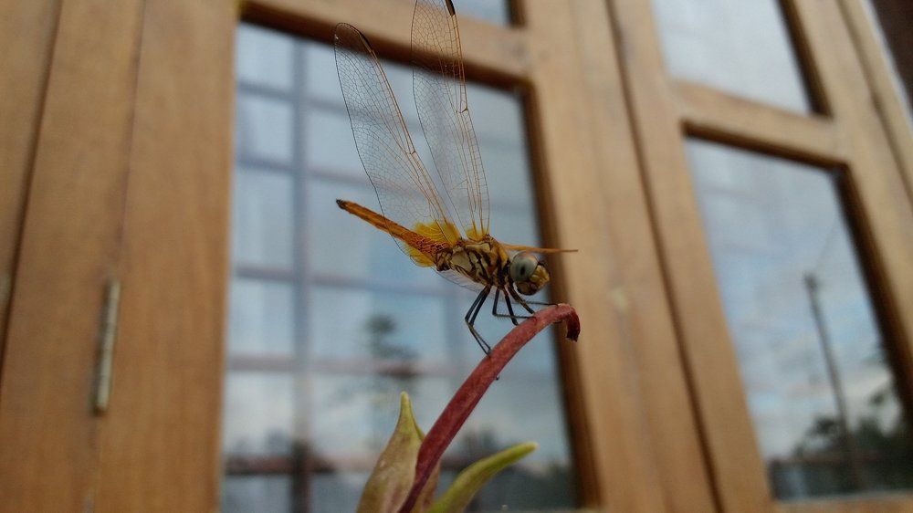 Dragon fly