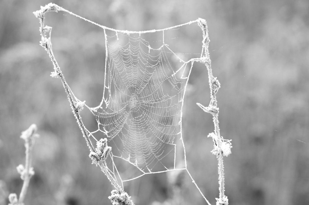 Объятия инея