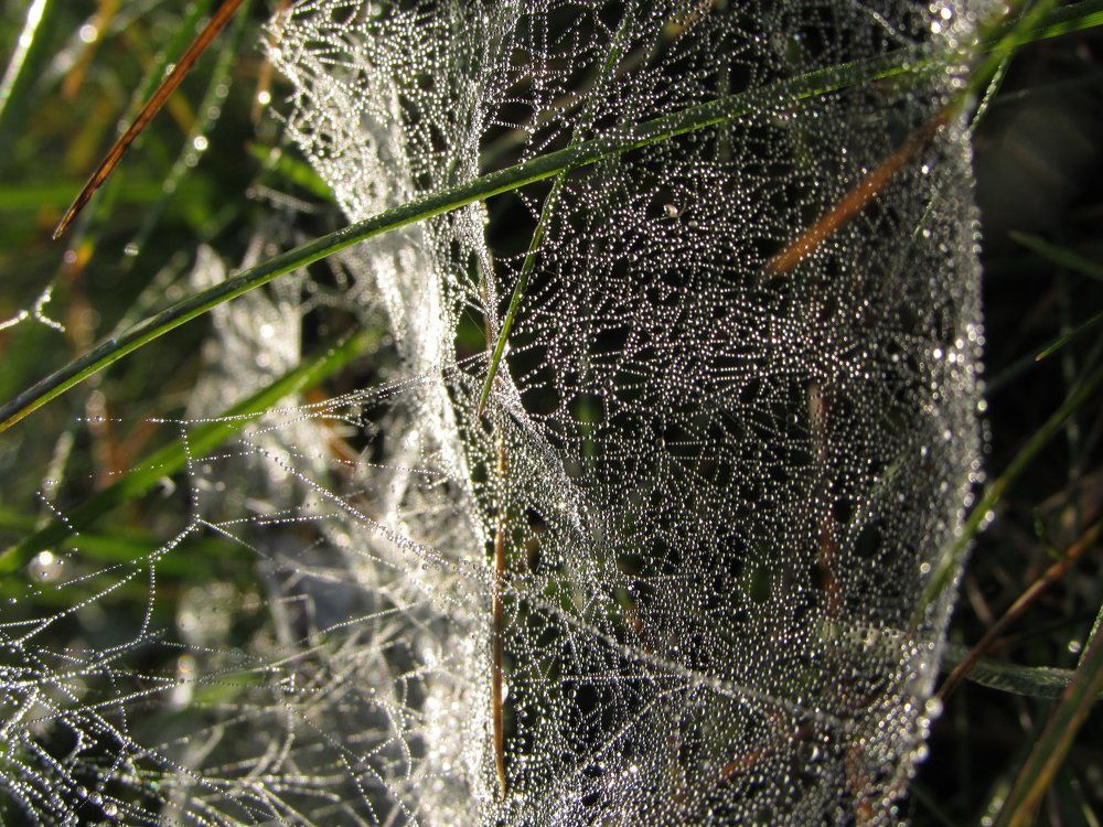 Паутина в росе