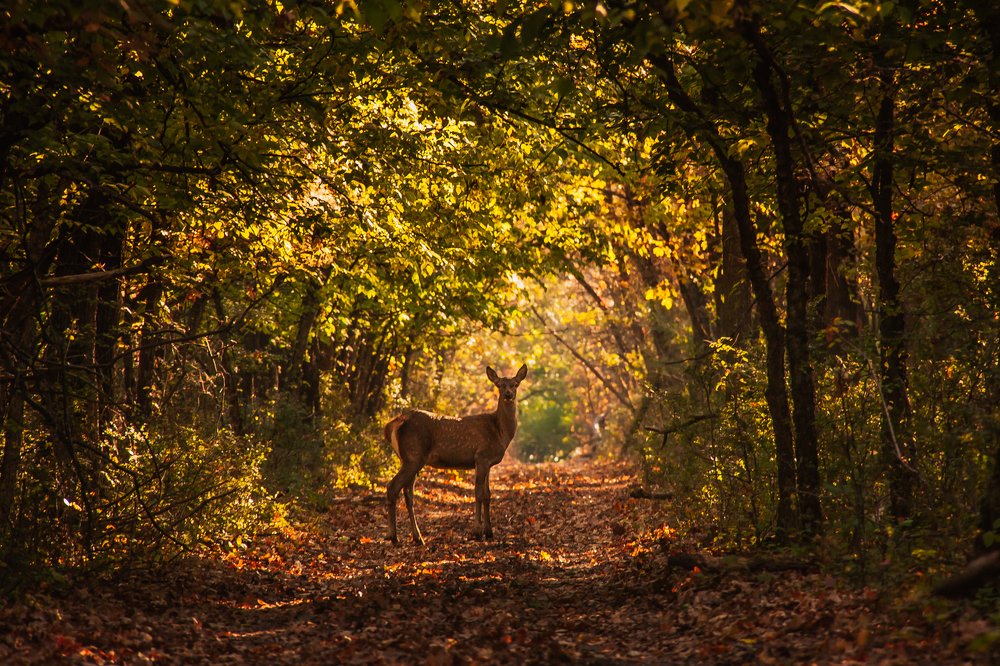 На лесной дороге