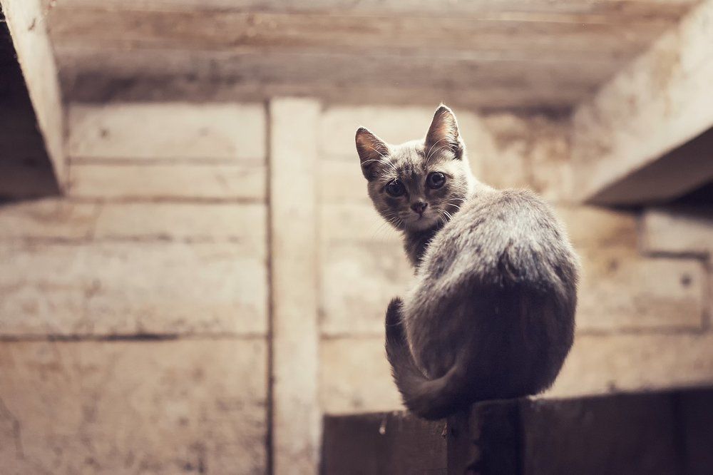 Котэ